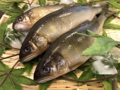 ☆夏の定番 岐阜県産鮎（あゆ） 13尾（1kg） 約20cm/約78ｇ｜仕入れ 