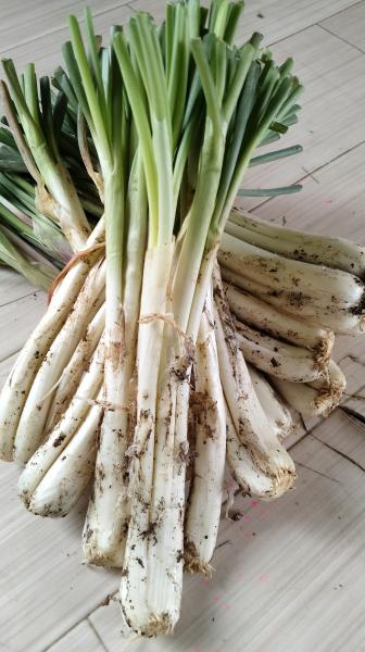 �y�����ʁz�y2026�N�V���I�z���ꌧ�Y/��������傤(�y�t��)�@1kg