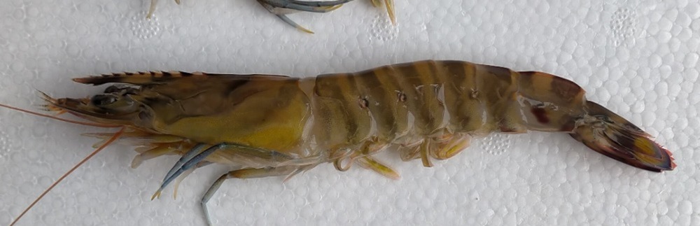 【沖縄養殖・活〆】車海老・くるまえび・車エビ　50型（500gx2）