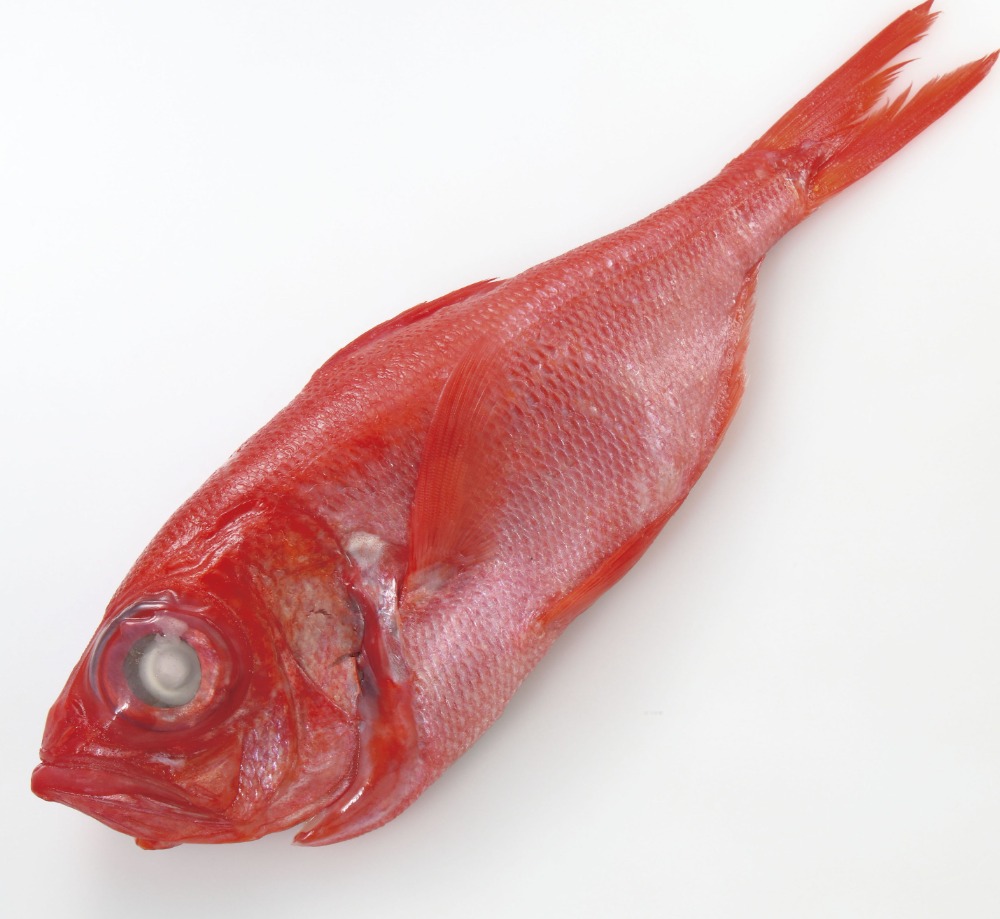 千葉県産　地金目鯛セミドレス一尾パック　お刺身可能