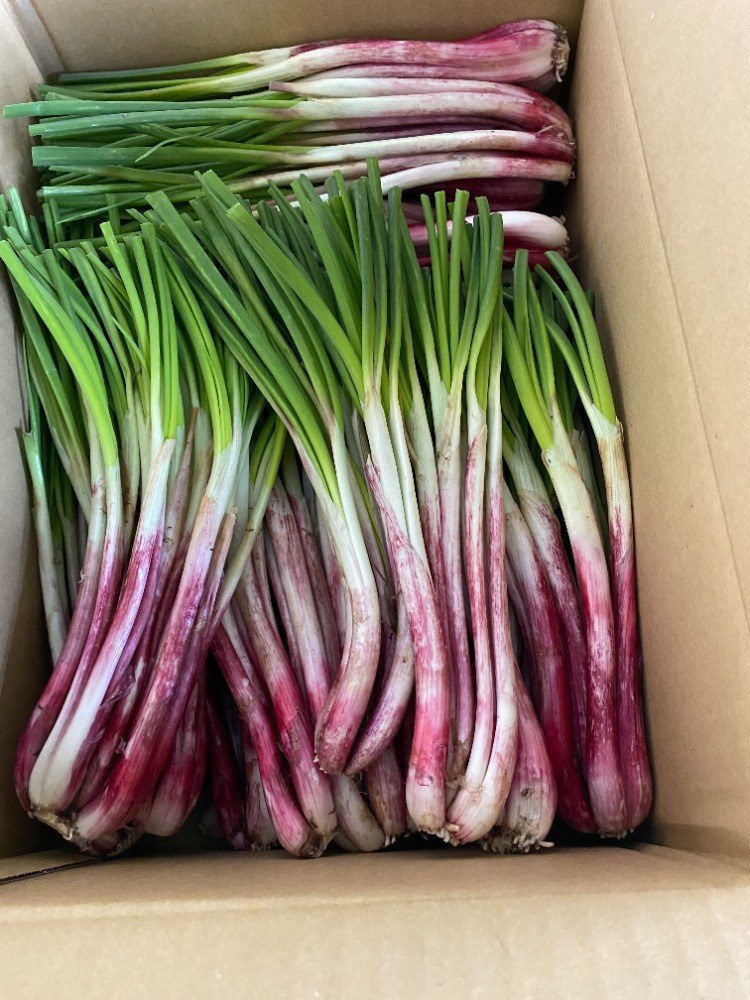 【新商品】【新商品】沖縄県産　居酒屋メニュー人気の島ラッキョウ　　