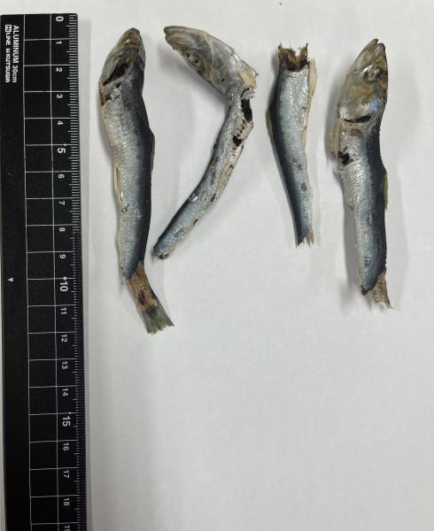 港産　マイワシ煮干　　煮干　いりこ　9.5kg