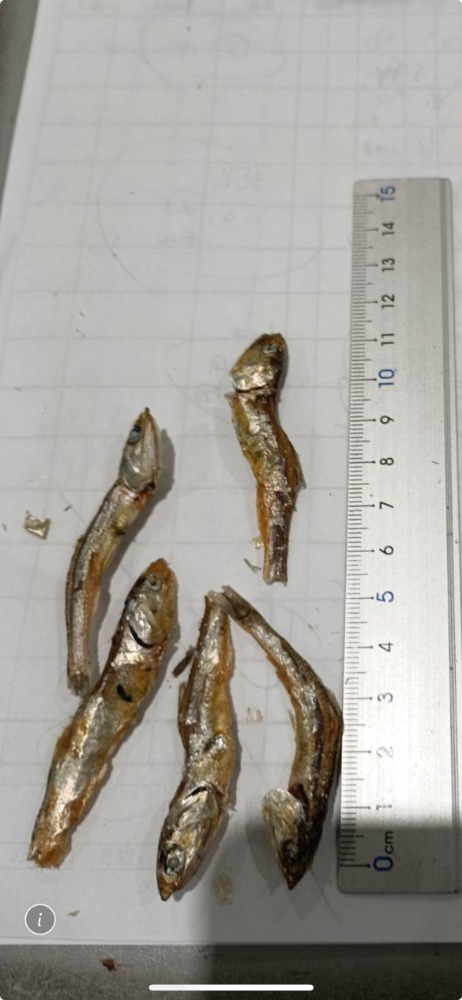 広島　煮干　イリコ　10kg