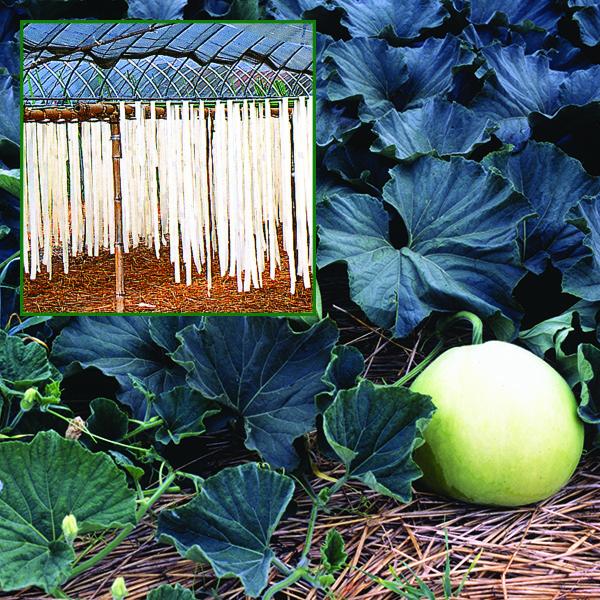 かんぴょう(寿司用一等)2kg/国産