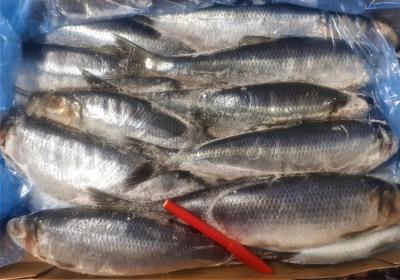 ノルウェーにしんラウンド22尾／7kg　