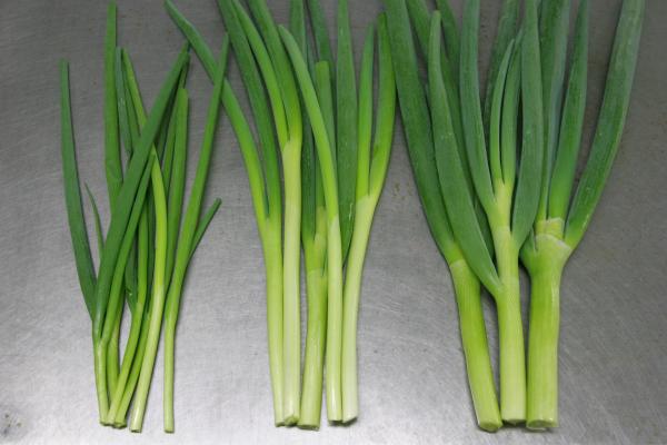 業務用カットネギ（２ミリ）サイズM（4キロ）｜仕入れなら業務用食材卸売市場Mマート