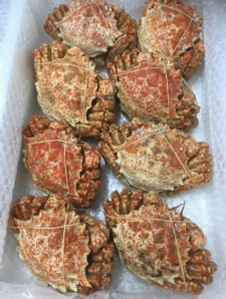 陸奥湾産プロトン凍結ボイルトゲクリ蟹　オス　7尾/4kg