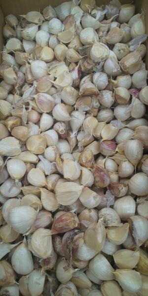 青森県産にんにく　バラ　わけあり