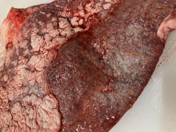 近江牛ホルモン　チレ　タチギモ　牛　脾臓　タチ