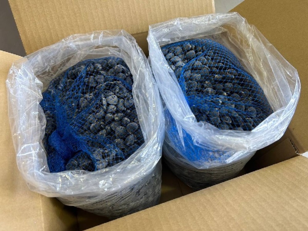 大容量S14kg　冷凍宍道湖産しじみ砂抜き済　バラ凍結