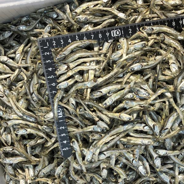 煮干いりこ　中羽　６kg