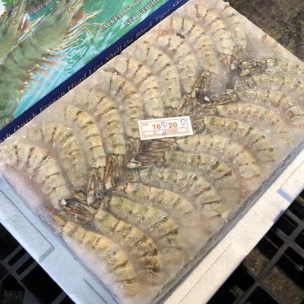 無頭ブラックタイガー　16/20（約72尾/1.8kg）