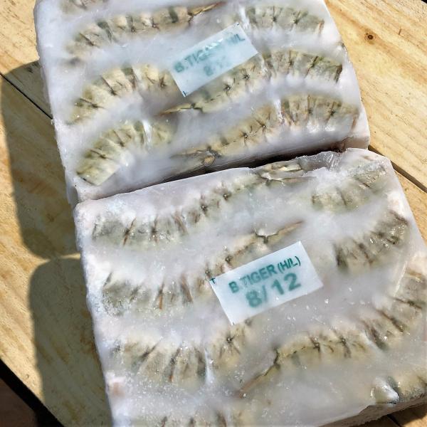 無頭ブラックタイガー　8/12（約40尾/1.8kg）