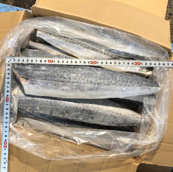 サゴシフィレ　15枚/4kg（約260g/枚）