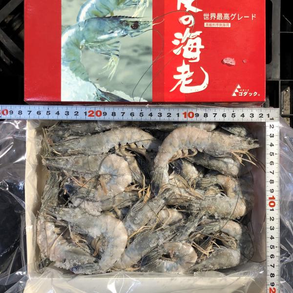 【究極の刺身】天使の海老　30〜40尾/１kg箱