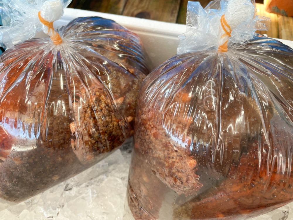 【岩手県産】赤なまこ