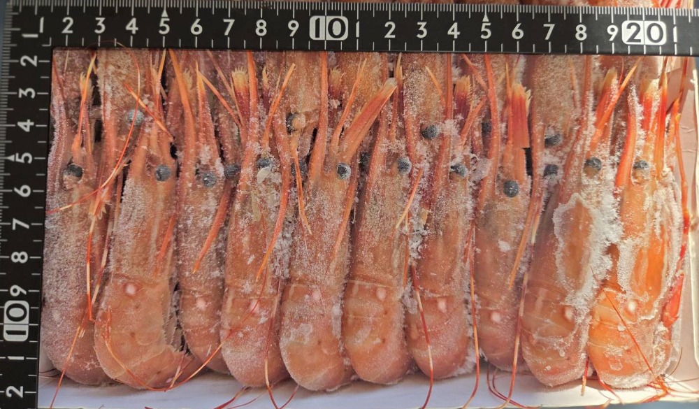 ボタン海老（Mサイズ）カナダ（１ｋｇ）生食用