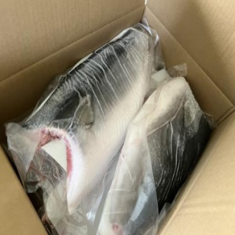 【送料無料】新物トロハマチ刺身用フィーレ塩カル瞬間凍結品　1.200kg