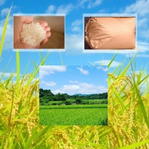 【送料無料】令和7年産　精米　岩手県産　いわてっこ　未検査米     150kg