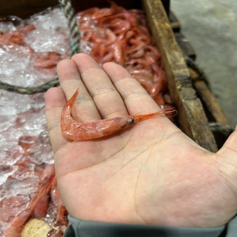 【送料無料】高知県産小エビ4Kg×3合