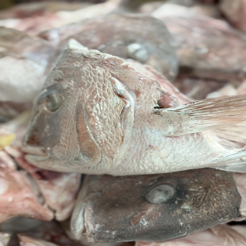 【送料無料】真鯛頭カマつき10Kg