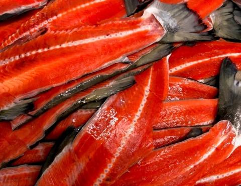 �y���������z�V�R �@�g�������i���t�����M�p�j