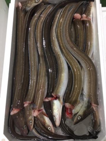 �y���������z�D�㊈�Y���Ȃ��@�s��с@(���E���h8���`13�� �^5�L���j