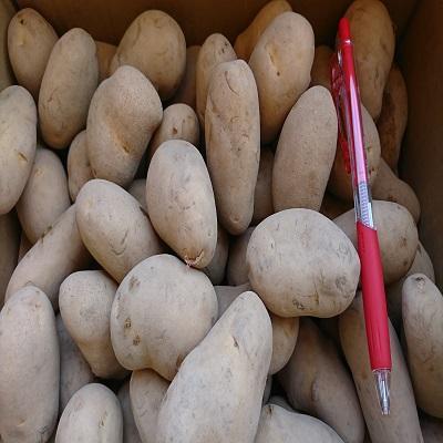【送料無料】北海道産　馬鈴薯　メークインSサイズ