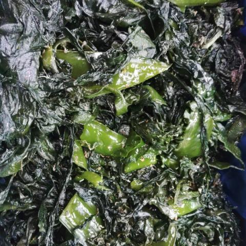 �y���������z�y�`���h�z�󂠂�t���J�� �������J�� �{�錧�Y�y�t20kg