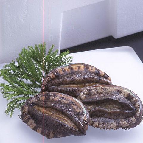 �y���������z�V����y�Ⓚ�z��茧�Y �G�]�A���r ��/��100-150���O�� �i���I�ʁj