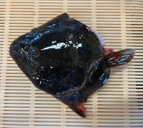 【送料無料】国産 天然ヒラメのカマ付　頭