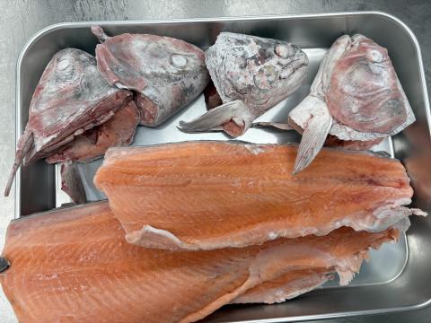 �y���������z�����Y�T�[�����̃A��