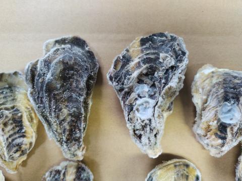 【送料無料】冷凍　兵庫県産　殻付き牡蠣　50～70ｇ　＊加熱用