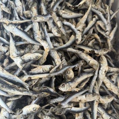 �y���������z���Q���Y�}�C���V�ϊ���8cm�O��