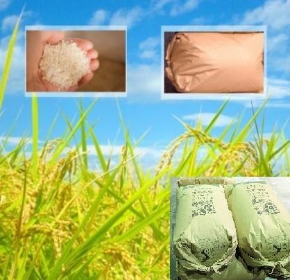 【送料無料】令和7年産　精米　岩手県産　いわてっこ　未検査米