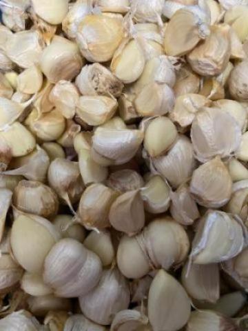 �y���������z�X���Y �ɂ�ɂ��o�� (�z���C�g�Z��) �@�󂠂�