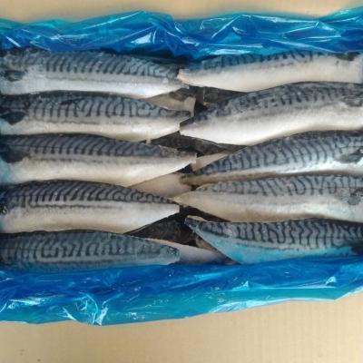 【送料無料】【ノルウェー産】塩サバフィレ　【５kg（45枚)x2】