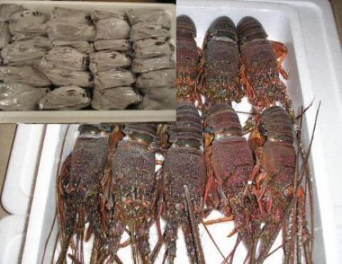 �y���������z��t�[�B�Y�ɐ����сi���Ⓚ�j�C�Z�G�r 250-300���i���M�p�j�󂠂�