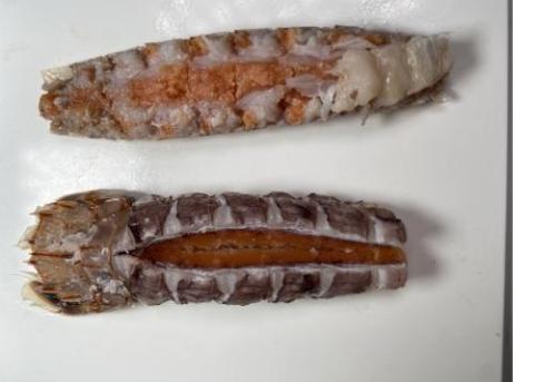 �y���������z�Ⓚ�{�C���V���R�G�r�@�k�t���@�q�����@���󂠂�