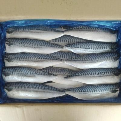 【送料無料】【ノルウェー産】塩サバフィレ　（５kg（40枚)x2合）