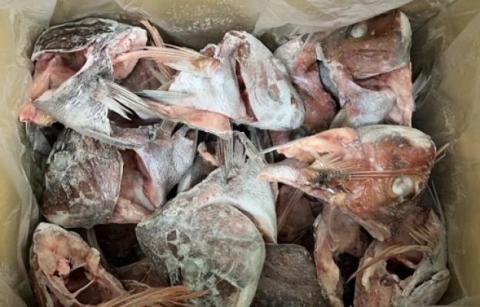 �y���������z���Y�@�V�R�^��̃J�}�t�����@����300�`500g/��