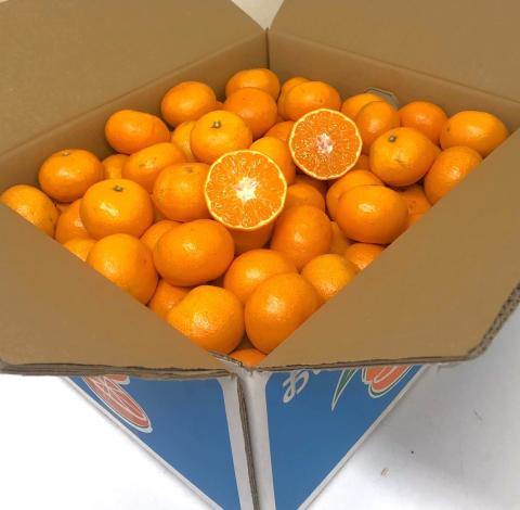 【送料無料】愛媛県八幡浜市真穴産　温州みかん(宮川早生) M/S玉 9kg 濃厚