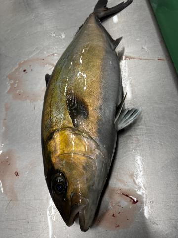 【送料無料】活〆　養殖カンパチ(不定貫1本約4ｋｇ）1本