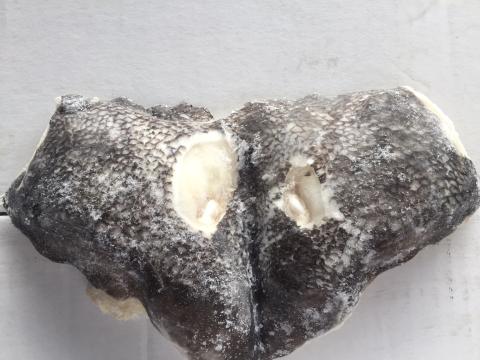 【送料無料】【特大脂あり！】メロカマ　　1000/2000ｇ　　10Ｋｇ