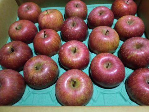 【送料無料】りんご（ふじ）３６玉