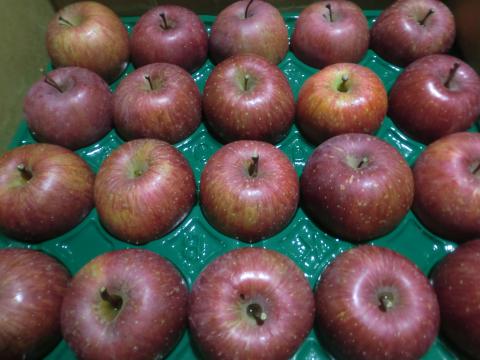 【送料無料】りんご（ふじ）３８玉