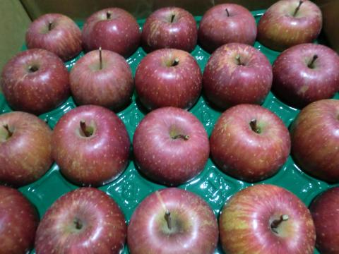 【送料無料】りんご（ふじ）４０玉