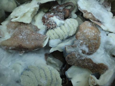 【送料無料】水タコ副産物（目と口の周り、口、エラ、足先、卵巣）12ｋｇ