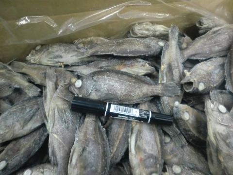 【送料無料】メバルセミドレス小