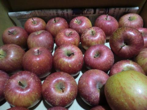 【送料無料】りんご（ふじ）15ｋｇ約８０玉　丸かじりおすすめ